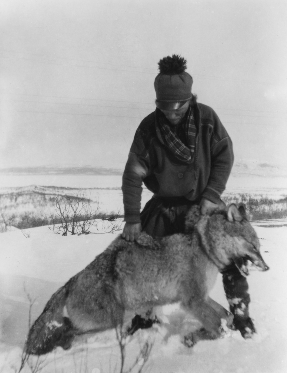 En man, Johan Turi, håller en död varg i nackskinnet. Fotot är taget av Emilie Demant Hatt i serien "Fotografier från lappmarkerna 1907-1916" och har påskrift: "Turi med den största varg han någonsin fångat. Den kom till Amerika.". Talma sameby i Torne lappmark.