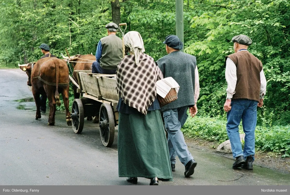 Dragoxarna Lasse och Bosse från Frödinge hembygdsförening visas upp på Skansen.