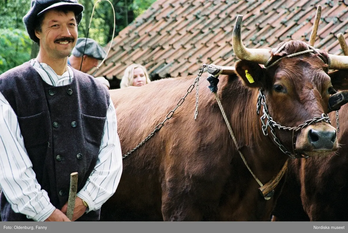 Dragoxarna Lasse och Bosse från Frödinge hembygdsförening visas upp på Skansen.