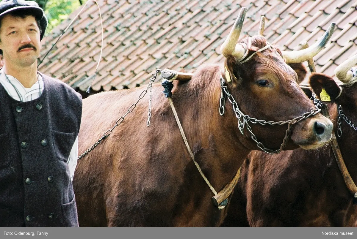 Dragoxarna Lasse och Bosse från Frödinge hembygdsförening visas upp på Skansen.