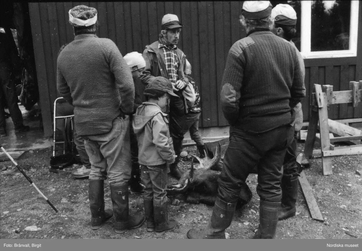 Storuman 1984. Älgjakt. Dokumentation i samband med filminspelning "Med kroppen i tärorten och själen i naturen".