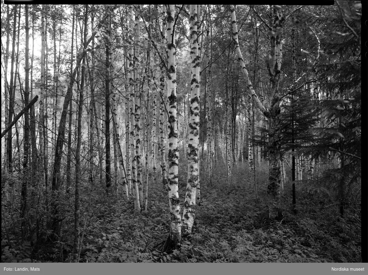 Nordiska museet utställning Sommarslöjd 2005. Korgar  pilträd Skansen, granrötter björkskog, mjärde, pilknippen