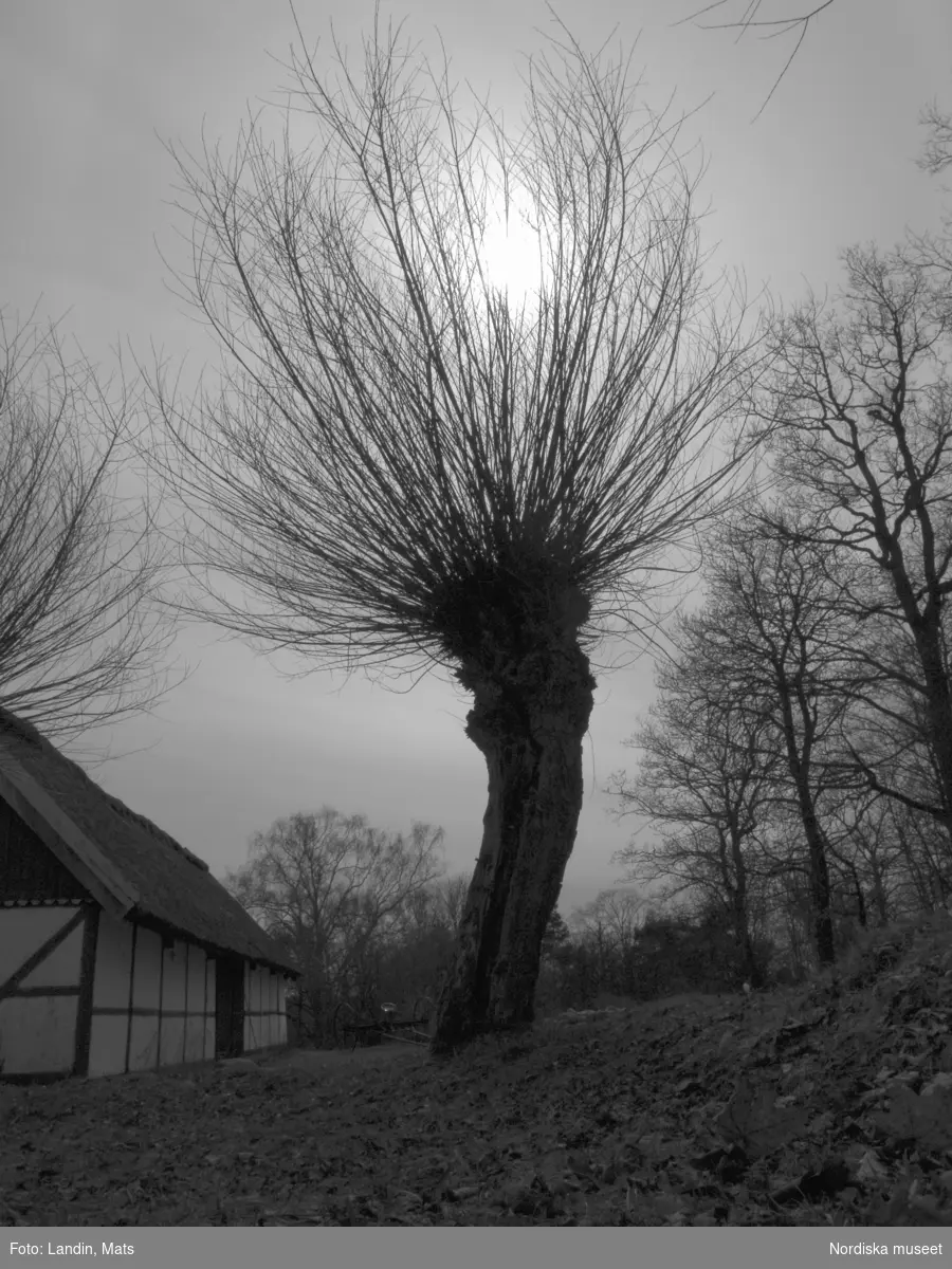 Nordiska museet utställning Sommarslöjd 2005. Korgar  pilträd Skansen, granrötter björkskog, mjärde, pilknippen