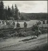 Cyklist på landsväg vid Trollebo gård, Lemnhults sn., Småland. Sädesfält, inhägnat med gärdesgård och säden på tork i så kallade sädesrökar,  i bakgrunden.