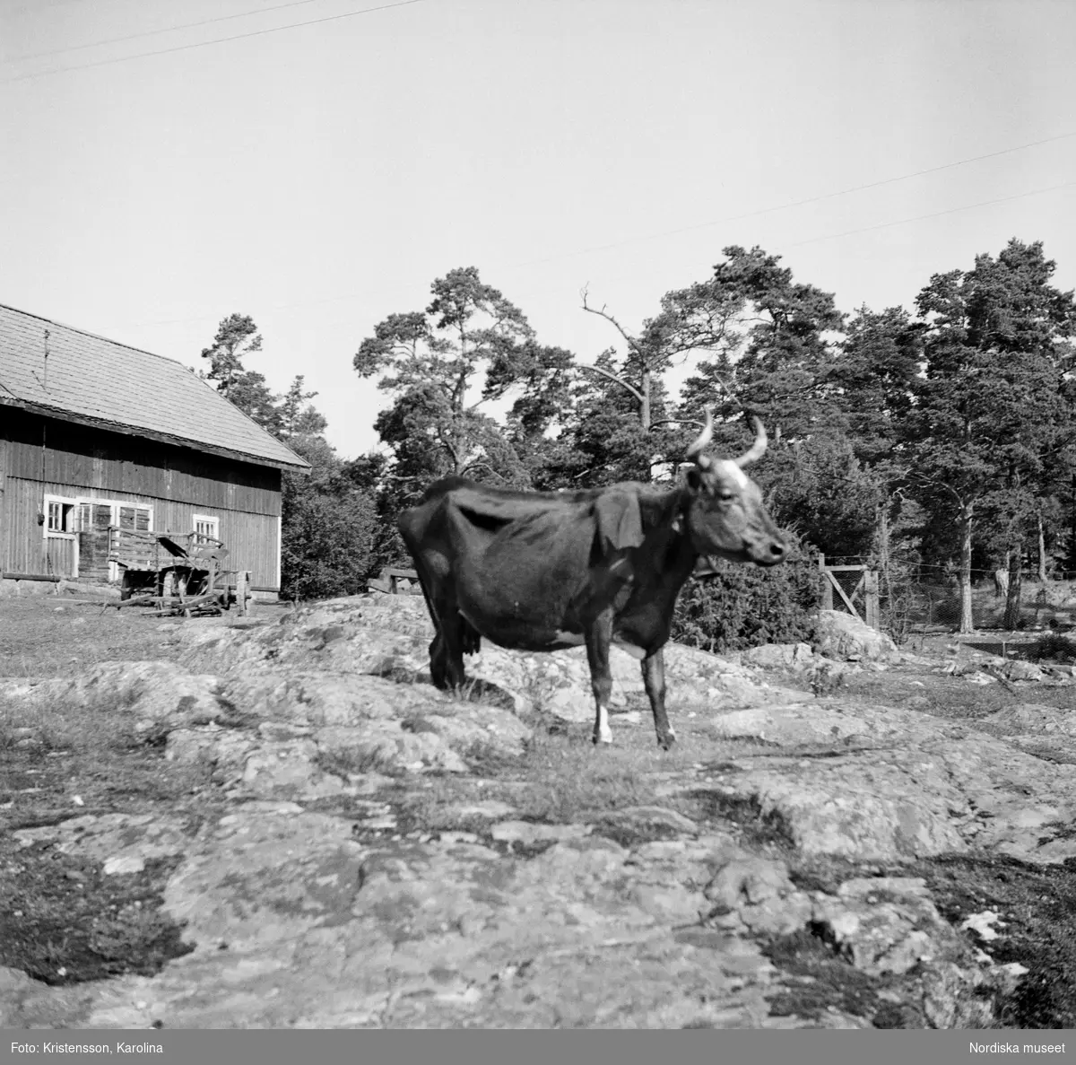 Södermanland, Ornö, Kråkmora. ”Ko av gammal svensk ras.”