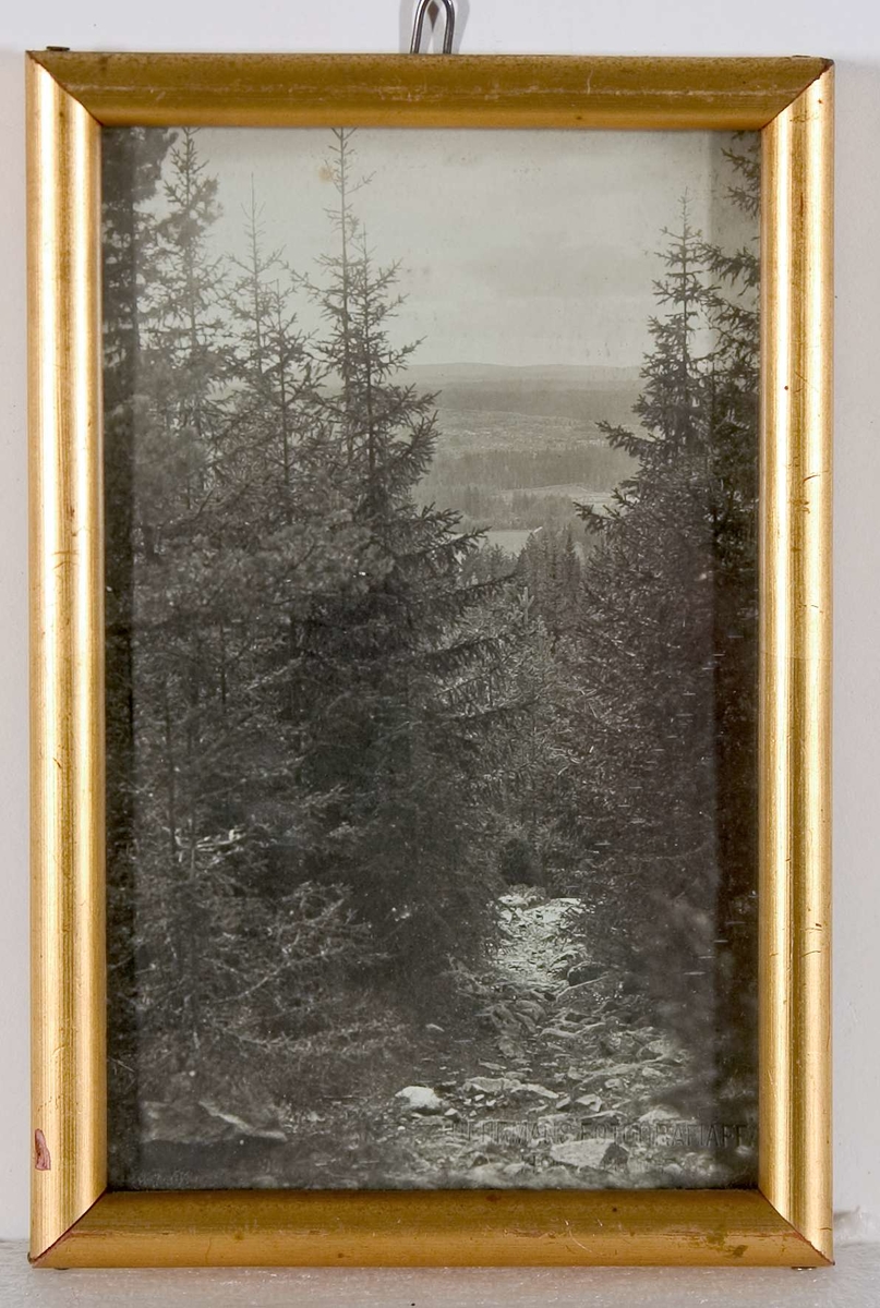 Inramat och glasat svartvitt fotografi. Motiv: ett skogslandskap med granar i förgrunden. Fotografiet stämplat: GEHRMANS FOTOGRAFIAFF. HOFFOTOGRAF. HEDEMORA. Prydnadsram av förgyllt trä. Bakstycke av papp. Blyertstext på bakstycket: "Från Sjulsbo klack (bortåt)".