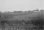 Vy mot Uppsala från nordväst, 1908