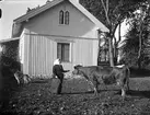 Lotten Ström med ko och hund, Gimogatan, Österbybruk, Uppland
