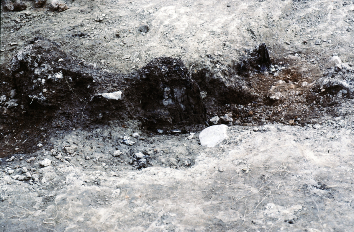 Kungsgårdsplatån, trä i stolphålsraden - Arkeologi Gamla Uppsala 1990