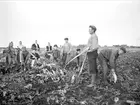 Skörd av rotfrukter, sannolikt Villberga socken, Uppland 1910 - 1920-tal
