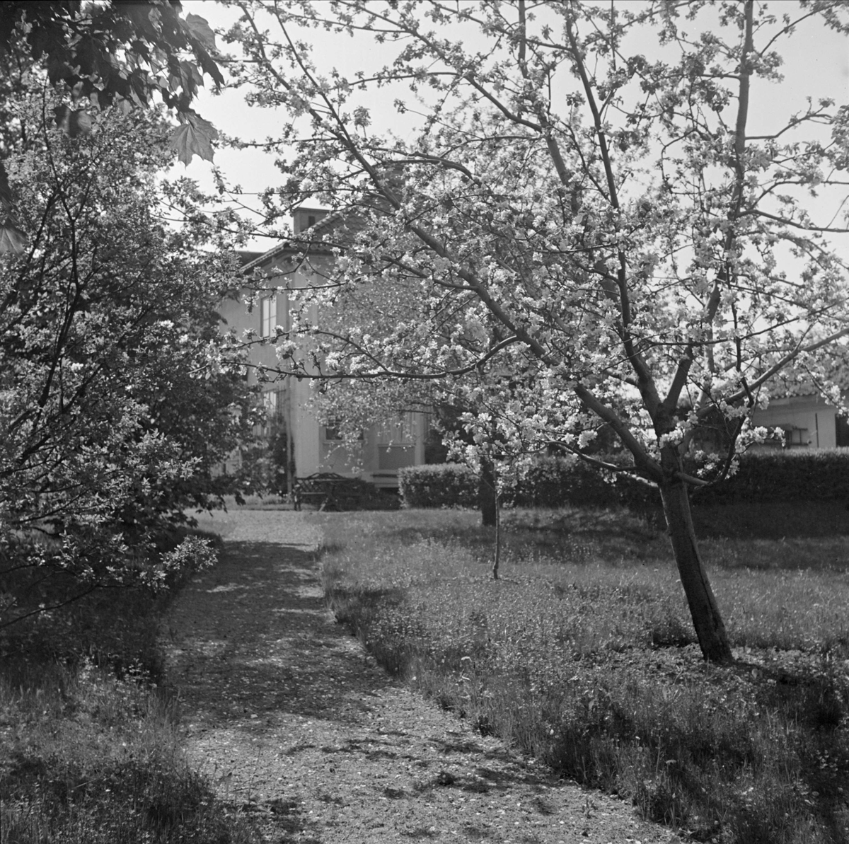 Läkaren Olof Bratts villa och trädgård i Uppsala 1949