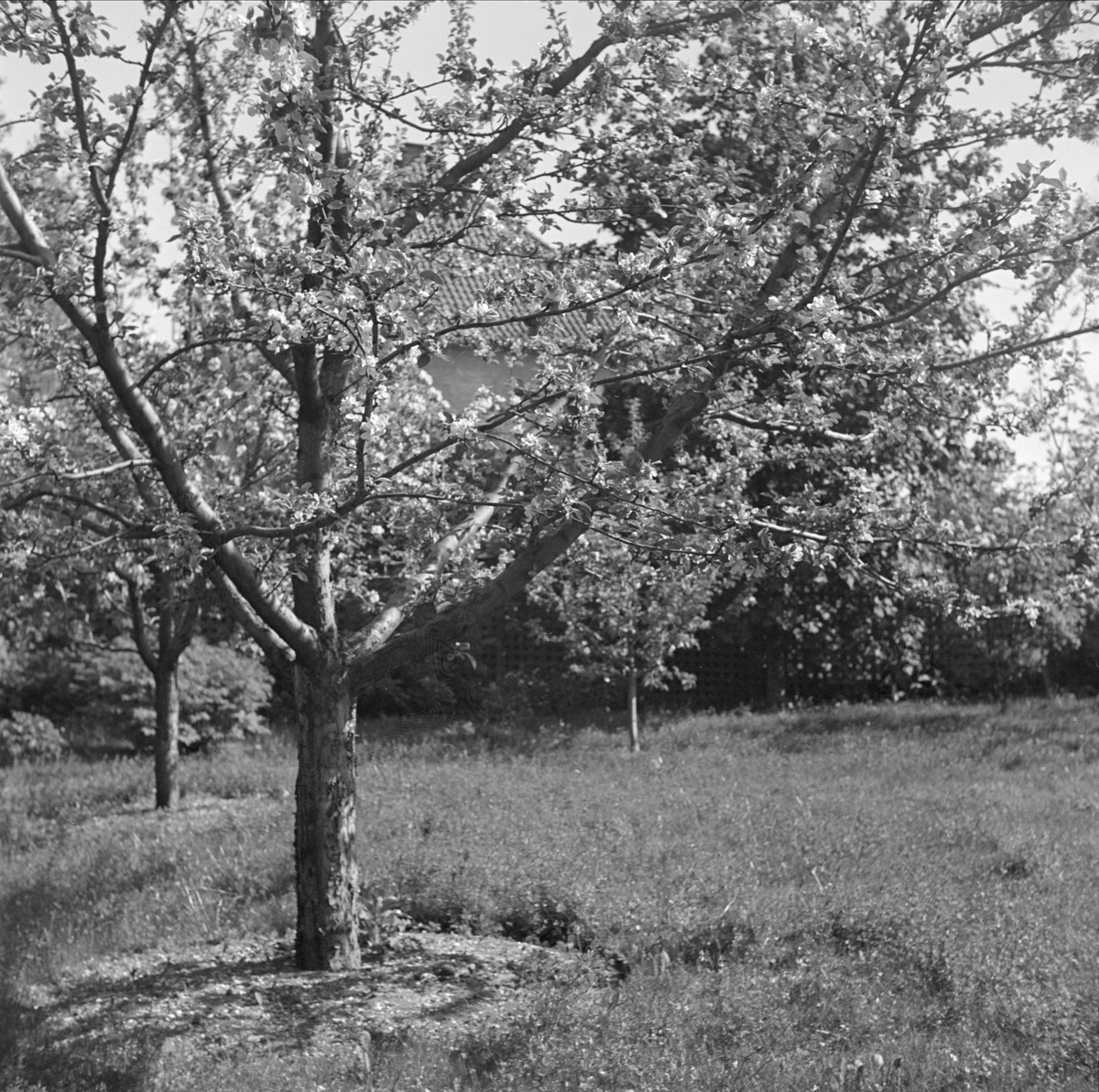 Läkaren Olof Bratts villa och trädgård i Uppsala 1949