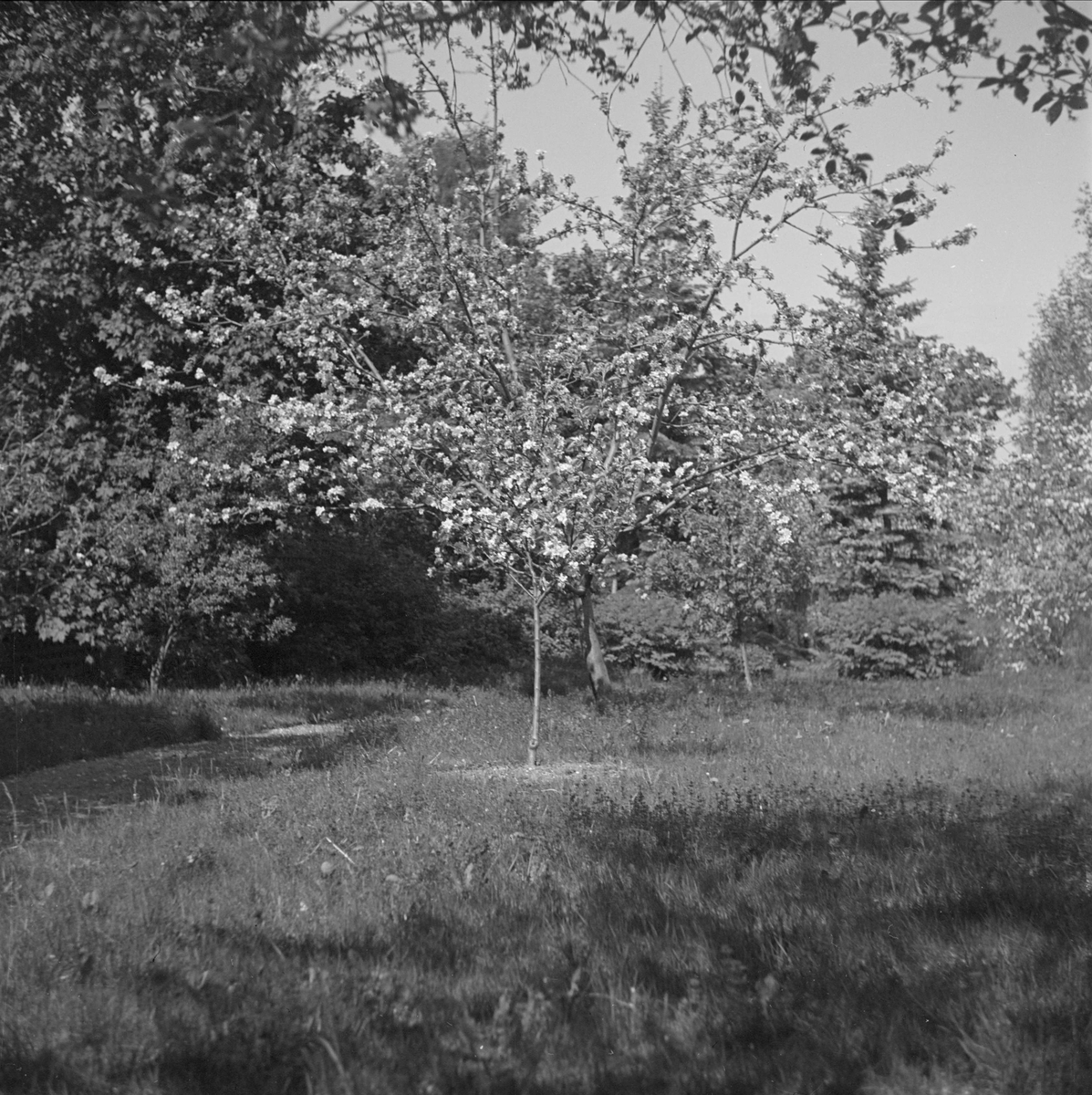 Läkaren Olof Bratts villa och trädgård i Uppsala 1949