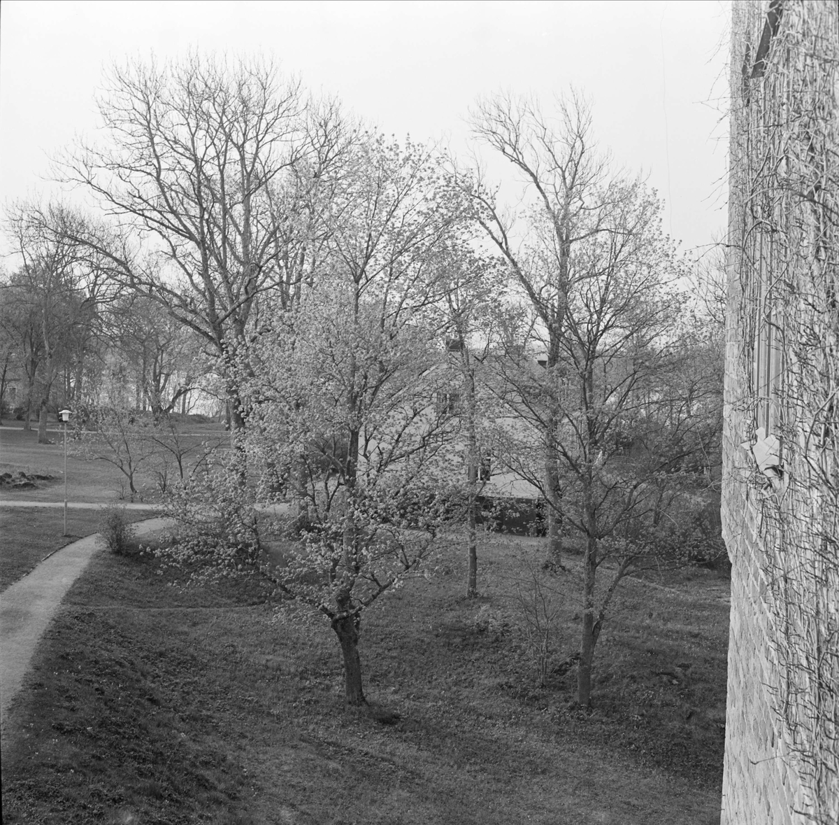 "Tidig morgon i maj" - Wiks slottspark, Vik, Balingsta socken, Uppland maj 1965