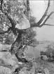 Kvinna i träd, sannolikt Uppland, före 1914