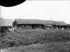 Ekonomibyggnad, Hermansbo, Hållen, Hållnäs socken, Uppland, sannolikt 1930-tal