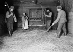 Slagtröskning av råg, Villsberga, Biskopskulla socken, Uppland