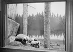 Diorama på Biologiska museet, Skolparken, Uppsala 1938