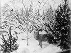 Diorama på Biologiska museet, Skolparken, Uppsala 1941