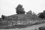 Hög strax norr om Tuna, Bälinge socken, Uppland 1920-tal