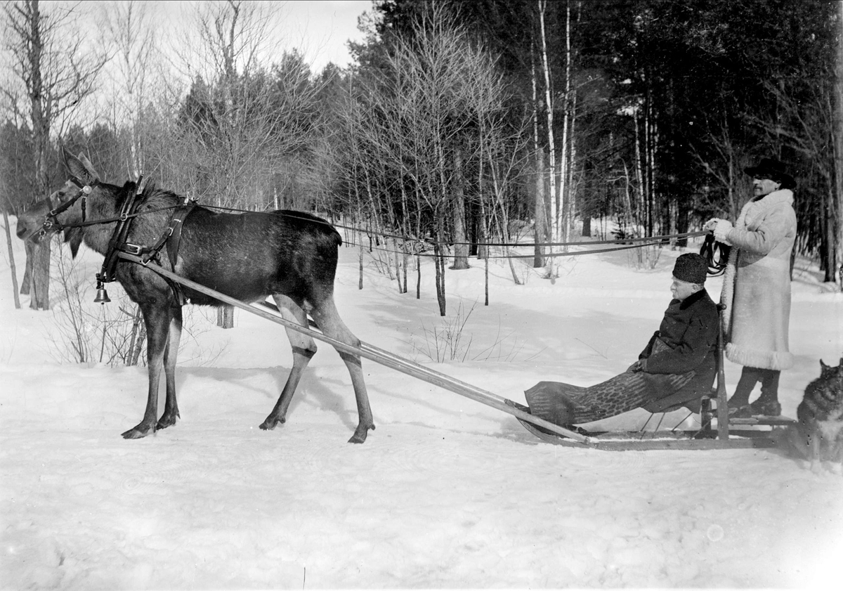 Älgen Stolta drar spark med förmannen Johan Blad och banvakten Anders Jansson vid tömmarna,  Älvkarleö, Uppland 1908