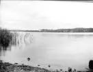 Strand vid Munkholmen nära Sigtuna, Uppland i augusti 1930