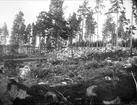 Skogsmark i Kråkbo, Tegelsmora socken, Uppland år 1925