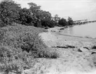 Strandparti vid Klockarbryggan, Gräsö socken, Uppland i juli 1923
