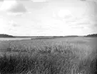 Garnsviken vid Lövstaholms herrgård, Odensala socken, Uppland i september 1931