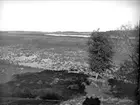 Strandvegetation vid Garnsviken nära Sigtuna, Uppland oktober 1927