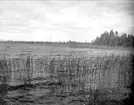 Bredsjön vid Bredsjö, Järlåsa socken, Uppland oktober 1922