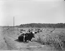 Landskapsvy med kor, Säby, Vassunda socken, Uppland 1932