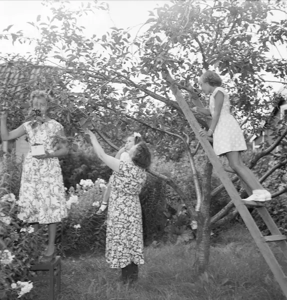 Violas Trädgårdsförening, jubileum i Uppsala, 1954