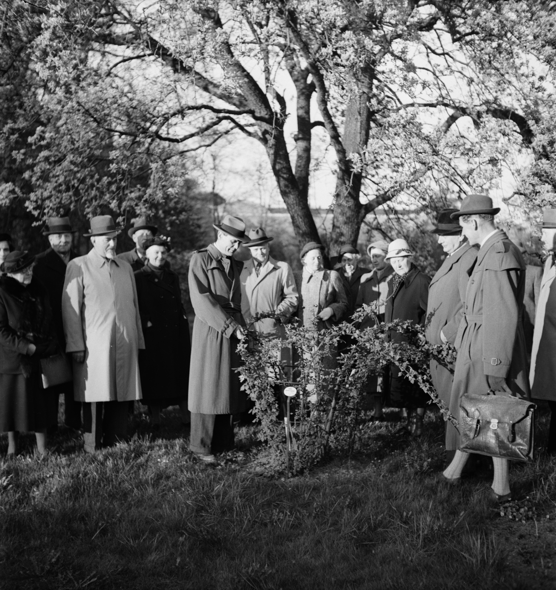 Uppsala Trädgårdssällskap - besök i Botaniska trädgården, Uppsala juni 1952