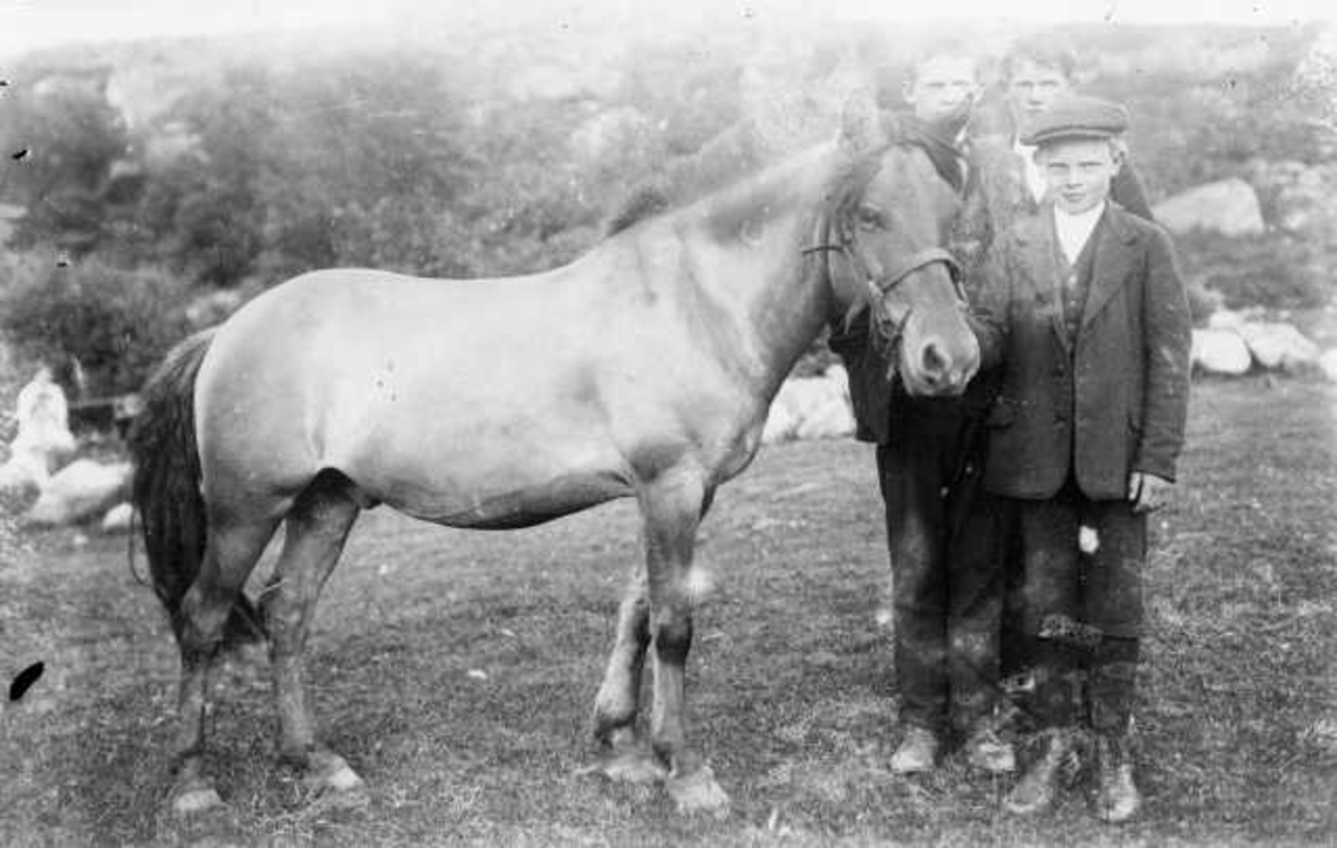 F.v. brødrene Sven, Ommund og Magnus M Berge fra Ødegård, Skaret Sandnes med hesten "Teik" ca. 1915