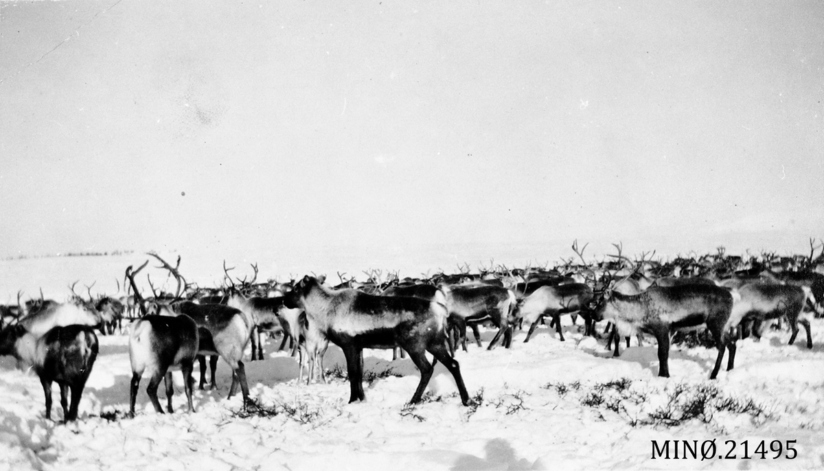 Tamreinstammen i Rendalen ankommet fra Valdres