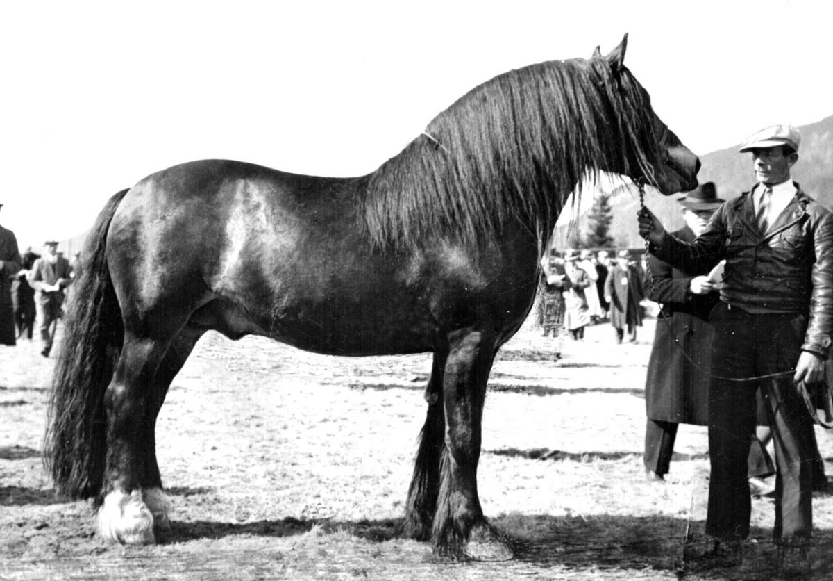 Hest. Hingsteutstilling på Stampesletta. "Ålbu", repro.