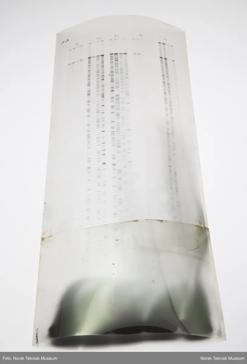 Tre avbildninger av DNA-sekvenser, trykket på gjennomsiktig plast