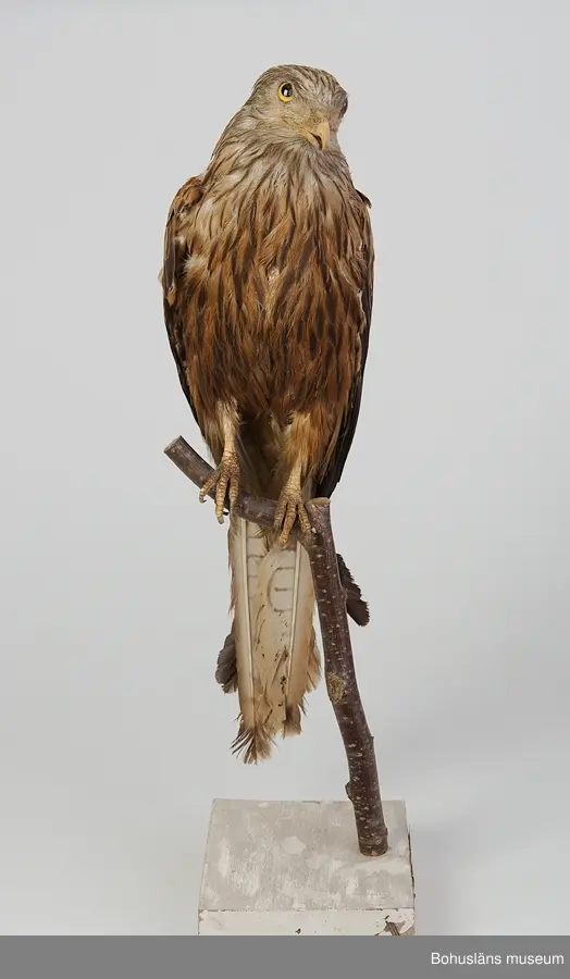Gammal hona. Skåne 1867. Inköpt av Gustaf Kolthoff 1874.

Ur handskrivna katalogen 1957-1958:
Glada