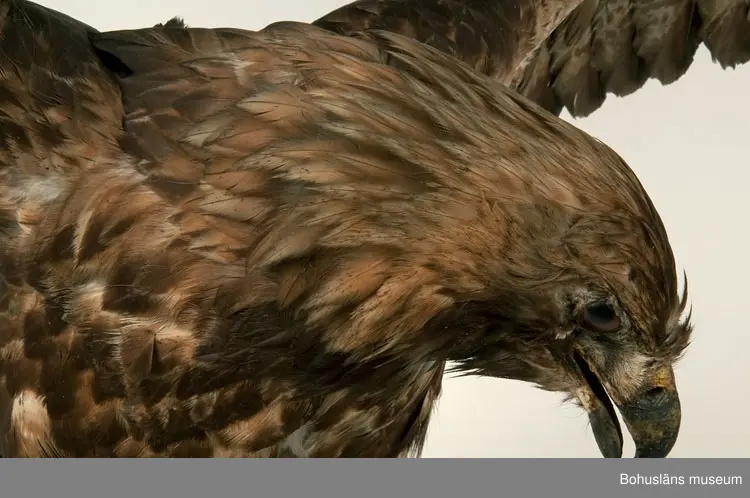 Gammal fågel. Årjäng 1931. Skänkt av A. M. von Proschwitz.

Ur handskrivna katalogen 1957-1958:
Kungsörn

Fågeln mäter 175 cm mellan vingspetsarna.

För uppgifter om givaren, se UM002249.
Se Bilagepärmen UM002249 med artikel ur Bohusläningen 19/6 1931:
Värdefullt nyförvärv till Uddevalla museum. Donation av häradshövding A. M. von Proschwitz, Årjäng.