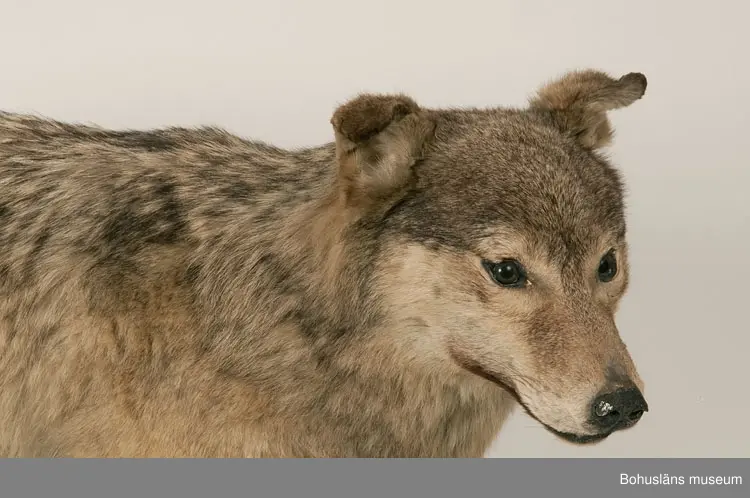 Monterad varg, placerad på en svartmålad träplatta.

Text ur Knut Adrian Anderssons katalog  VII 1907:
Varg. Canis lupus. Linné 1758.
Gammal hane. Lappland ink. sept. 1905 för 75 kr. Vinterdr.
av konservator G. Kolthoff 125 kr.

Litteratur: Bohuslän årsbok 1985. Gustaf Kolthoff och Bohuslän, Wilhelm Ängermark, s. 99 - 114.

Lappkatalog:
Varg, gammal hane. Vinterdräkt. Lappland. (1905)