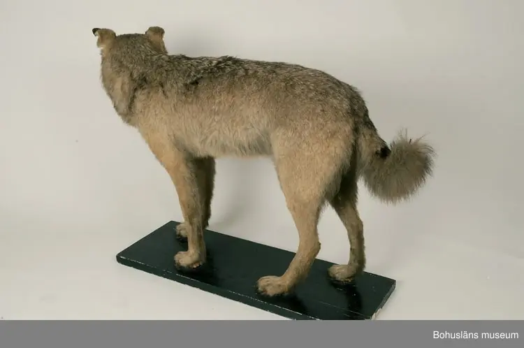 Monterad varg, placerad på en svartmålad träplatta.

Text ur Knut Adrian Anderssons katalog  VII 1907:
Varg. Canis lupus. Linné 1758.
Gammal hane. Lappland ink. sept. 1905 för 75 kr. Vinterdr.
av konservator G. Kolthoff 125 kr.

Litteratur: Bohuslän årsbok 1985. Gustaf Kolthoff och Bohuslän, Wilhelm Ängermark, s. 99 - 114.

Lappkatalog:
Varg, gammal hane. Vinterdräkt. Lappland. (1905)