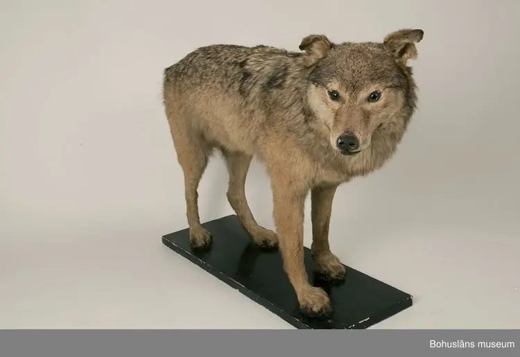 Monterad varg, placerad på en svartmålad träplatta.

Text ur Knut Adrian Anderssons katalog  VII 1907:
Varg. Canis lupus. Linné 1758.
Gammal hane. Lappland ink. sept. 1905 för 75 kr. Vinterdr.
av konservator G. Kolthoff 125 kr.

Litteratur: Bohuslän årsbok 1985. Gustaf Kolthoff och Bohuslän, Wilhelm Ängermark, s. 99 - 114.

Lappkatalog:
Varg, gammal hane. Vinterdräkt. Lappland. (1905)