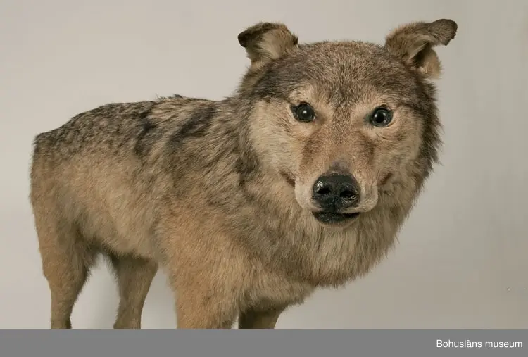Monterad varg, placerad på en svartmålad träplatta.

Text ur Knut Adrian Anderssons katalog  VII 1907:
Varg. Canis lupus. Linné 1758.
Gammal hane. Lappland ink. sept. 1905 för 75 kr. Vinterdr.
av konservator G. Kolthoff 125 kr.

Litteratur: Bohuslän årsbok 1985. Gustaf Kolthoff och Bohuslän, Wilhelm Ängermark, s. 99 - 114.

Lappkatalog:
Varg, gammal hane. Vinterdräkt. Lappland. (1905)