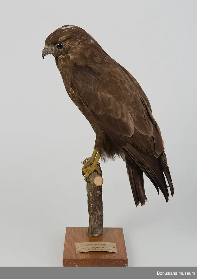 Gammal fågel. Garn, Forshälla 1/8 1940. Skänkt av Nils Hermansson.

Ur handskrivna katalogen 1957-1958:
Ormvråk