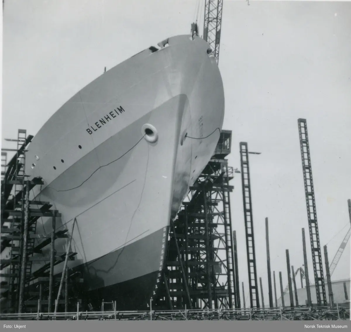 Passasjer- og lasteskipet M/S Blenheim, B/N 490 under bygging på bedding på Thornycroft rundt 9. august 1950. Skipet ble levert av Akers Mek. Verksted i 1951 til Fred. Olsen & Co.