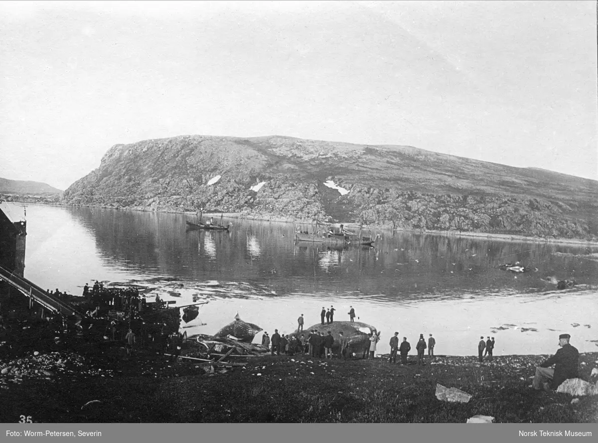 En gruppe mennesker står nede ved vannet. Studentenes første Finmarksferd 17-28. juli 1902: Ingebrigtsens hvalfangerstasjon, Rolfsøy