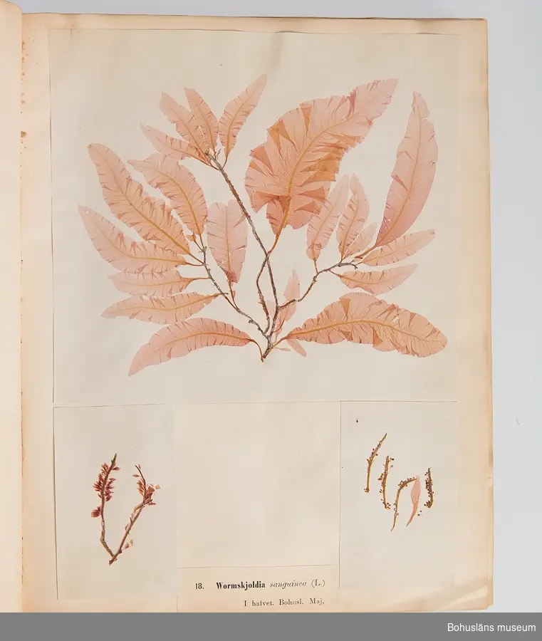 Bokverk med pressade alger. Den inbundna samlingen består av 100 alger insamlade i vattnen den bohuslänska kusten. Samtliga är försedda med vetenskapliga namn, vilken månad under året de samlats in och är numrerade 1-100.  
Försättsblad med texten "Typ-Samling af Skandinaviens Alger innehållande 100 arter utgifven af Sophia Åkermark, Götheborg. Tryckt, hos C. Petersen 1870". 
På främre pärmens insida klisteretikett: "L W Levin. Bokbindare, Uppsala Swedsgränd No 12".