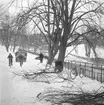 Lindarna vid Hasselbacken intill Bäveån beskärs i februari 1956