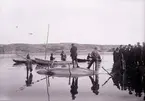 Två strandade valar i Brofjorden.